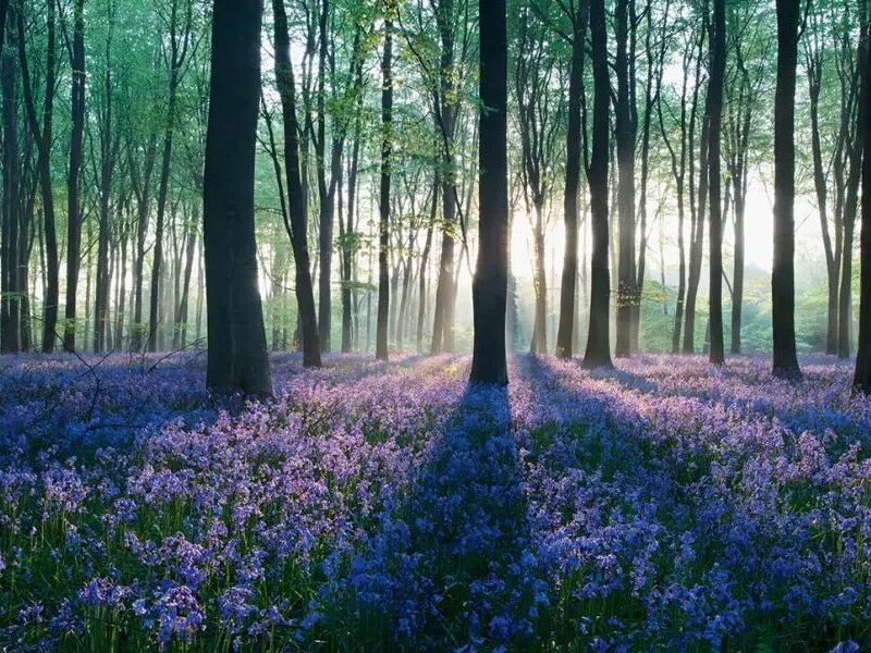 潔福（潔弗樂）塑膠地板：以生態(tài)設計為核，鑄就環(huán)保與品質(zhì)共生典范